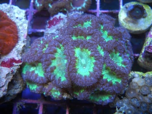 Purple & Green Blastomussa wellsi