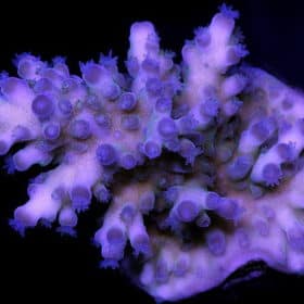 Vivid Blue Tort Acropora Coral
