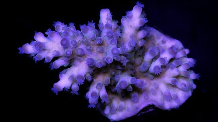 Vivid Blue Tort Acropora Coral