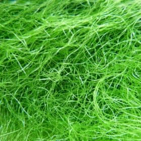 Clean Chaeto (Chaetomorpha linum)