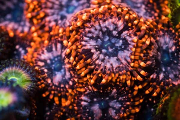 Utter Chaos Popcorn - Zoanthid