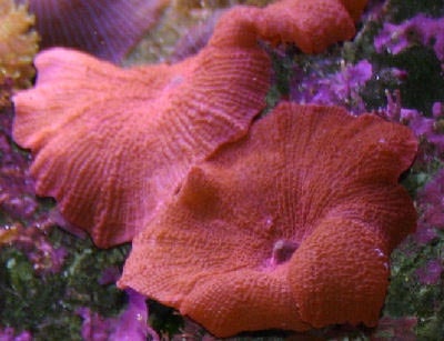 Red Flame Mushroom - Coral
