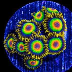 Rastas- Zoanthid