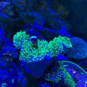 Umbrella Leather NEON Green Polyp