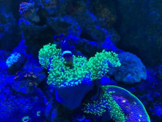 Umbrella Leather NEON Green Polyp