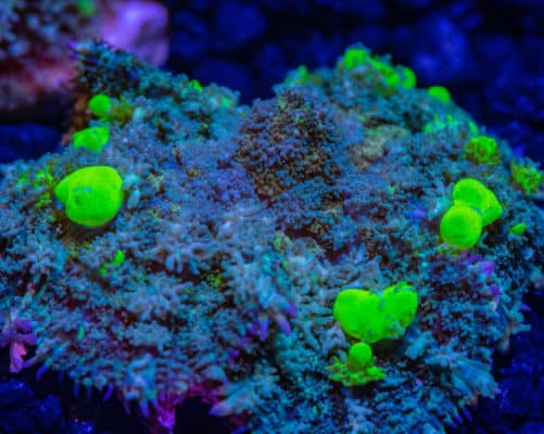 Vibrant Green Bounce Mushroom