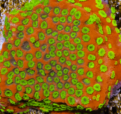 Sunset Montipora