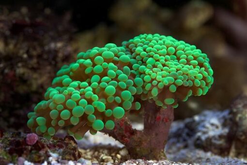 NEON ULTRA GREEN BRANCHING HAMMER