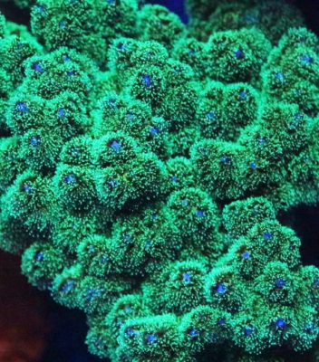 GREEN STYLOPHORA Coral