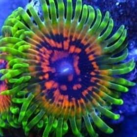 Hallucination Palys/Zoa