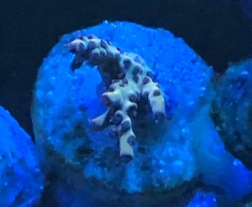 Yellow Lemon Acro - Image 2