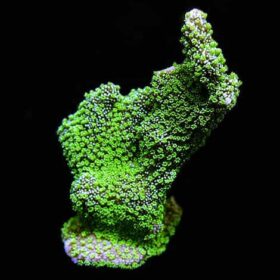 Jeremy's Green Montipora