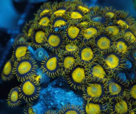 King Midas Zoanthids