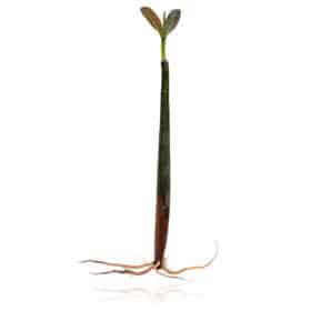 RED MANGROVE