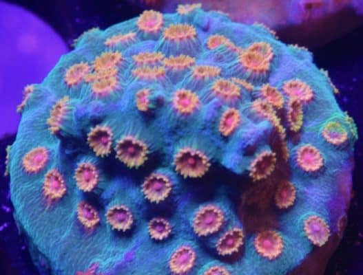 Meteor Shower Cyphastrea Coral