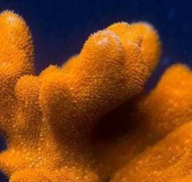 Orange Psammocora