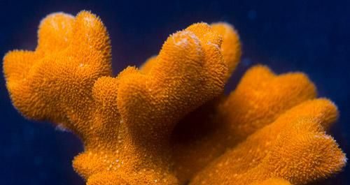 Orange Psammocora