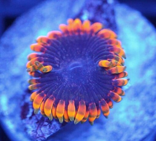 Stiggy Marley Zoanthids