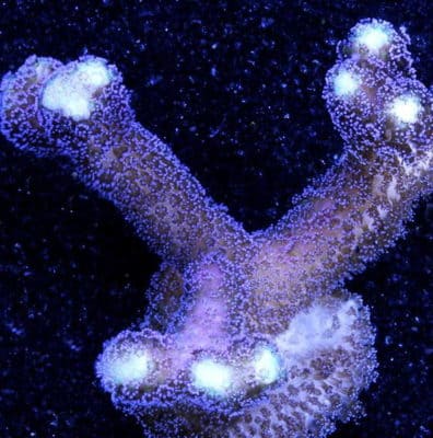 Vivid Purple Stylophora Coral