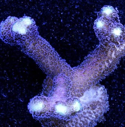 Vivid Purple Stylophora Coral