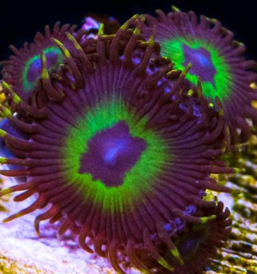 BMW Zoanthids