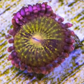 Pandoras Zoanthids