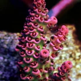 Red Planet Acropora