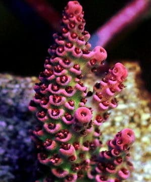 Red Planet Acropora