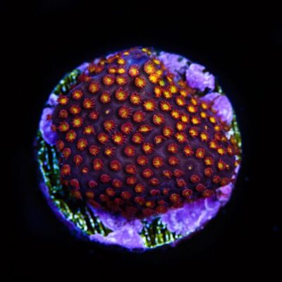 Yellow Stylocoeniella