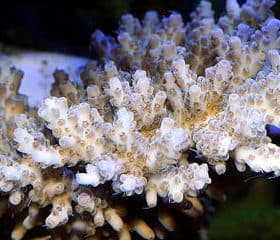 Acropora plana