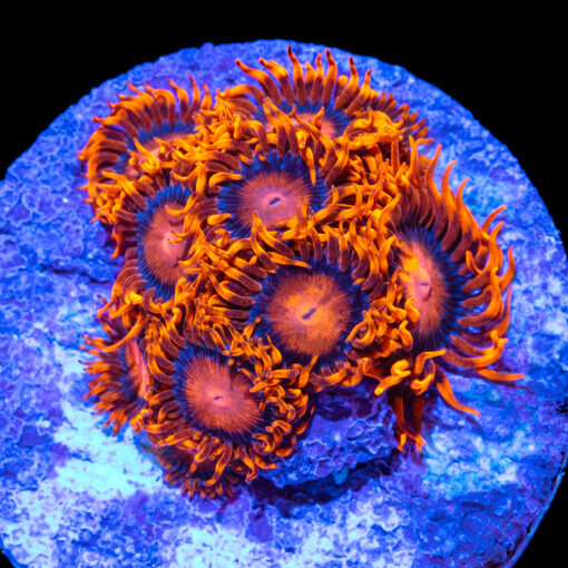 Bam Bam Zoanthids