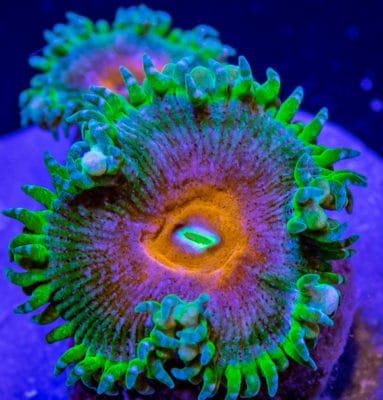 Captain America Palys/Zoa
