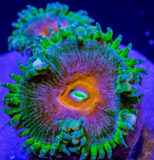 Captain America Palys/Zoa