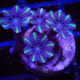 Highlight Clove Polyps