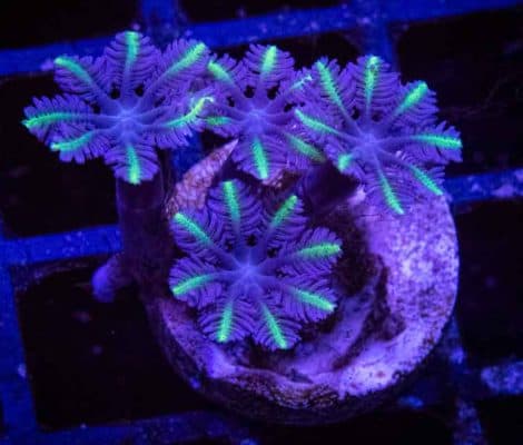 Highlight Clove Polyps