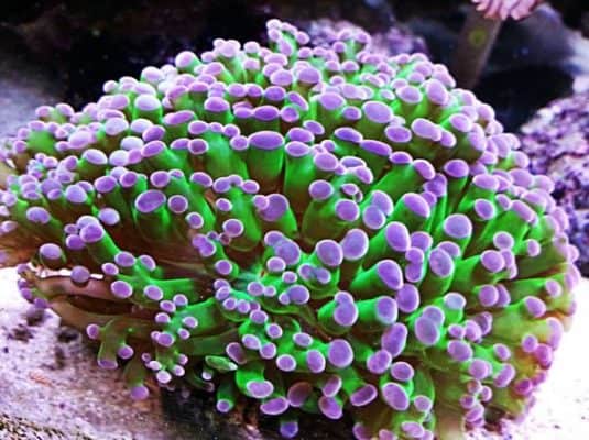 Purple Tip Frogspawn Coral