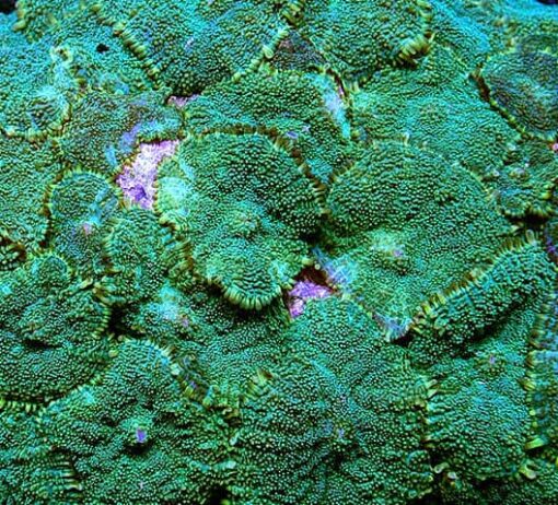 Green Rhodactis Mushroom - Image 2