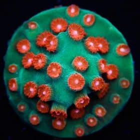 Jingle Bells Cyphastrea