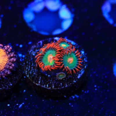Gatorade Zoa