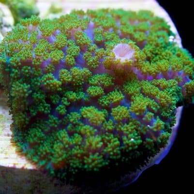 Green Rhodactis Mushroom