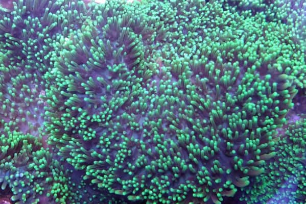 Green Hairy Rhodactis Mushroom