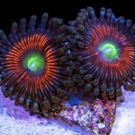 Gobstopper Zoanthids