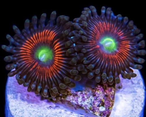 Gobstopper Zoanthids