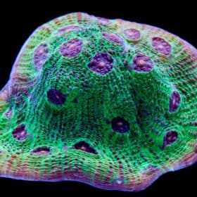 The Riddler Chalice - Coral