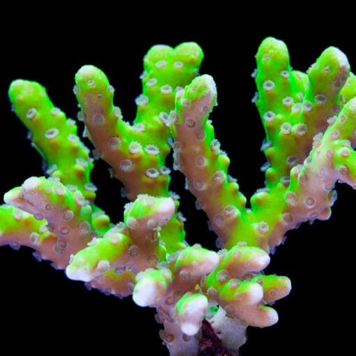 Electric Lemonade Anacropora