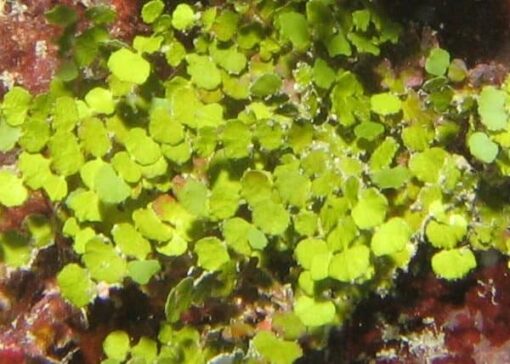 Halimeda Algae - Image 2