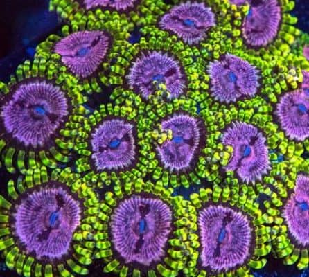 Purple Monster Zoanthids