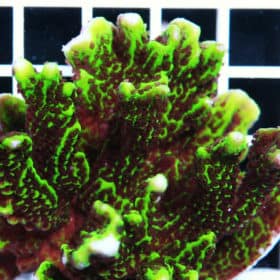Confusa Montipora