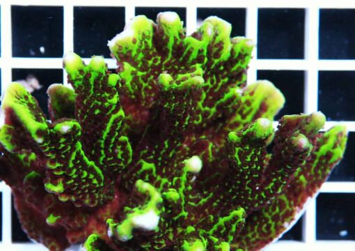 Confusa Montipora