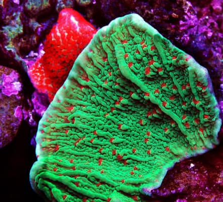 Chili Pepper Montipora